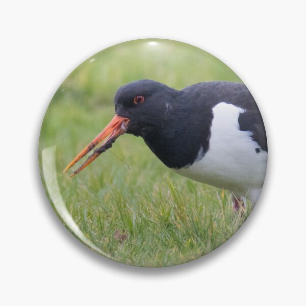 Item preview, Oystercatcher designed and sold by LaurenTucker.
