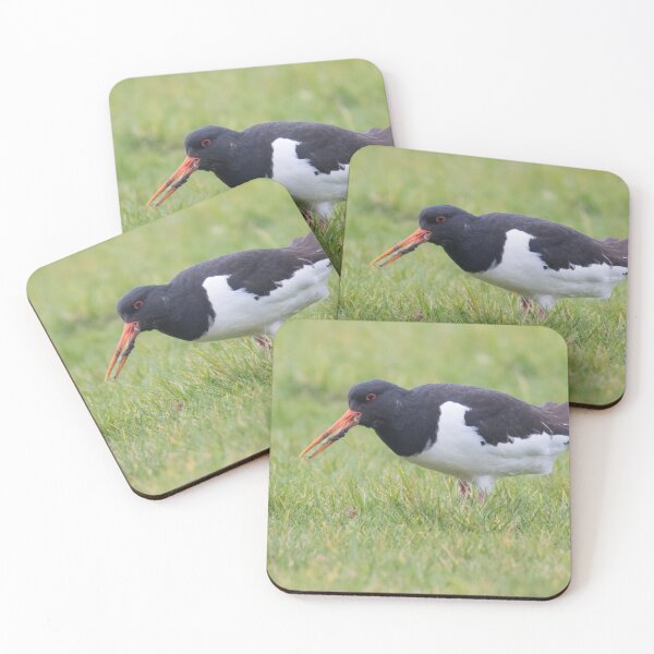 Item preview, Oystercatcher designed and sold by LaurenTucker.