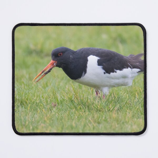 Item preview, Oystercatcher designed and sold by LaurenTucker.