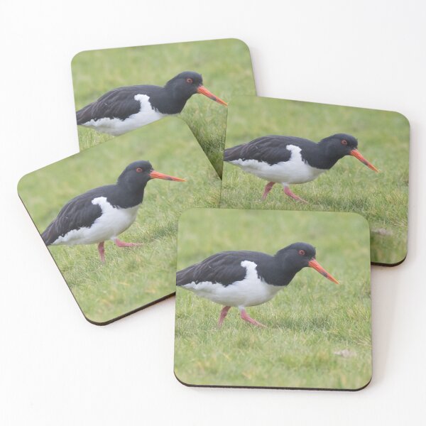 Item preview, Oystercatcher designed and sold by LaurenTucker.