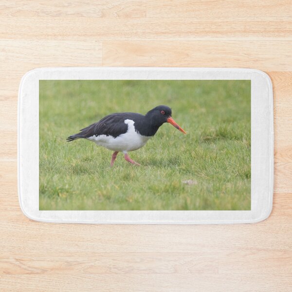Item preview, Oystercatcher designed and sold by LaurenTucker.