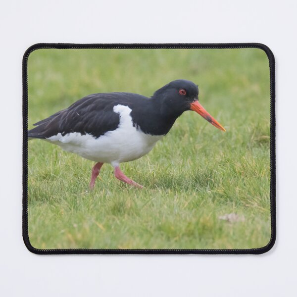 Item preview, Oystercatcher designed and sold by LaurenTucker.