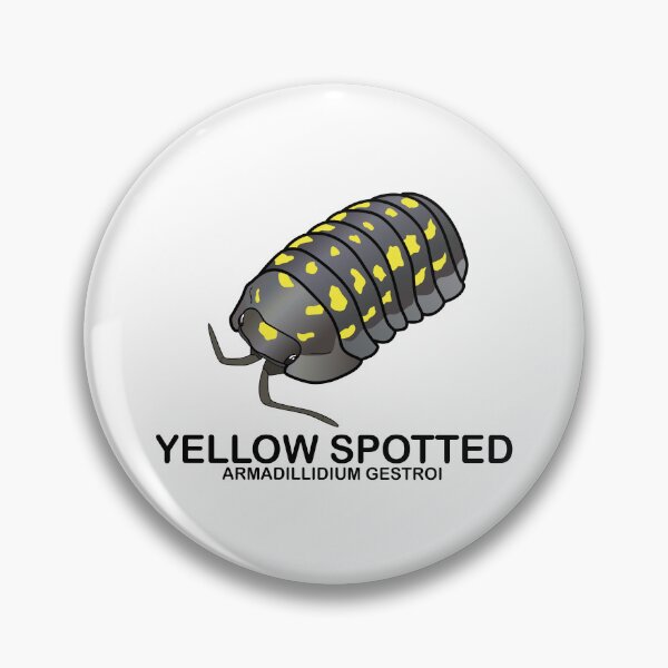 Item preview, Armadillidium Gestroi 'Yellow Spotted Isopod' designed and sold by ArmadilloPods.