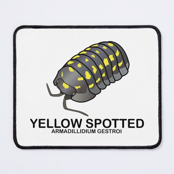 Item preview, Armadillidium Gestroi 'Yellow Spotted Isopod' designed and sold by ArmadilloPods.