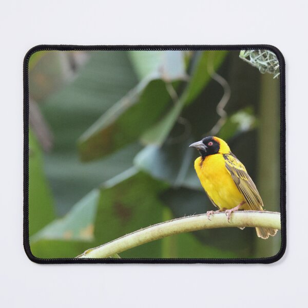 Item preview, Proud Weaver Bird designed and sold by Proud & Pretty Wildlife Photography.