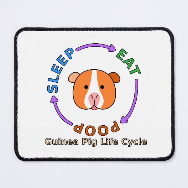 Item preview, Guinea Pig Life Cycle (Sleep/Eat/Poop) designed and sold by zzerga.