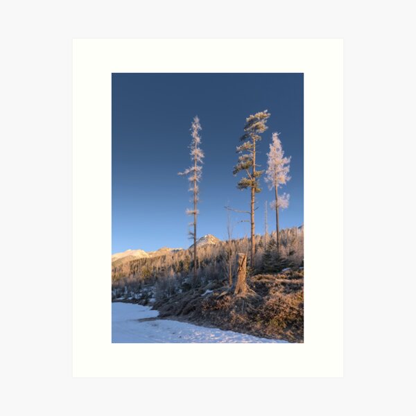 Item preview, Frosted Pines Under Clear Winter Skies designed and sold by PlanitiaSpectra.