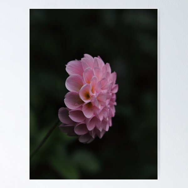 Item preview, Beautiful dahlia blossom designed and sold by Annabergert.