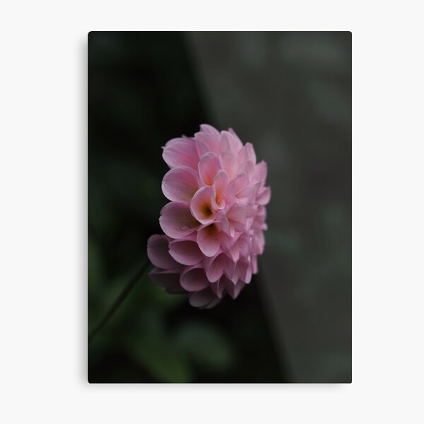 Item preview, Beautiful dahlia blossom designed and sold by Annabergert.