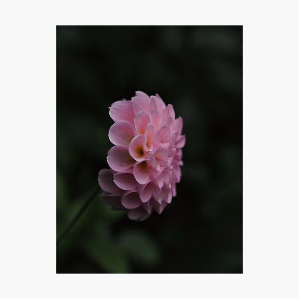 Item preview, Beautiful dahlia blossom designed and sold by Annabergert.