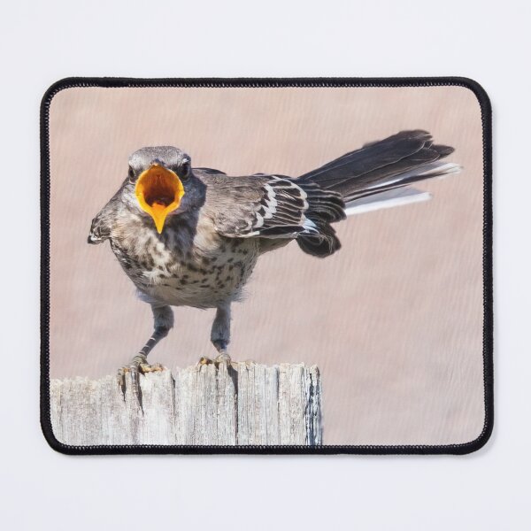 Item preview, Hungry Mockingbird Fledgling Sees Mom Coming With Food designed and sold by CarolM.