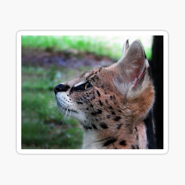 Item preview, Young Serval designed and sold by Nikki Collier.