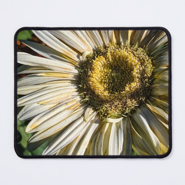 Item preview, White Gerbera Daisy designed and sold by Douglas E. Welch Design and Photography.