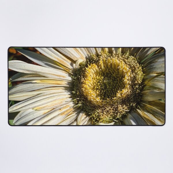 Item preview, White Gerbera Daisy designed and sold by Douglas E. Welch Design and Photography.