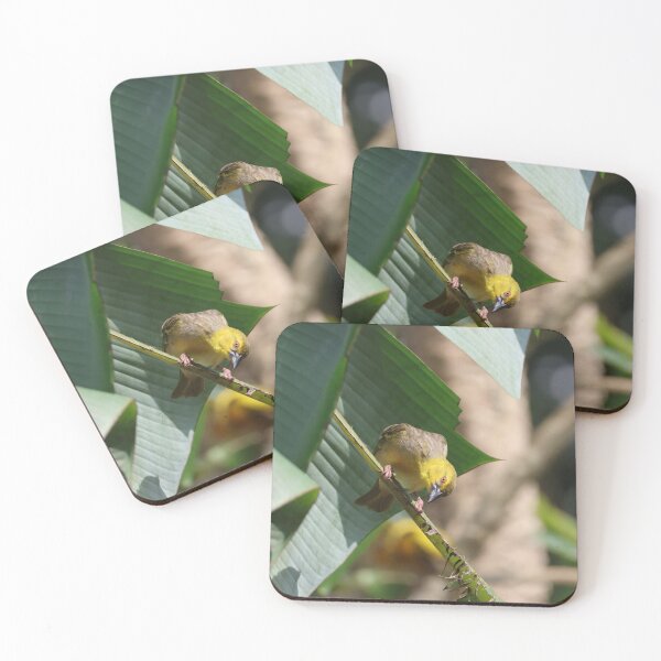 Item preview, Curious Weaver Bird designed and sold by Proud & Pretty Wildlife Photography.