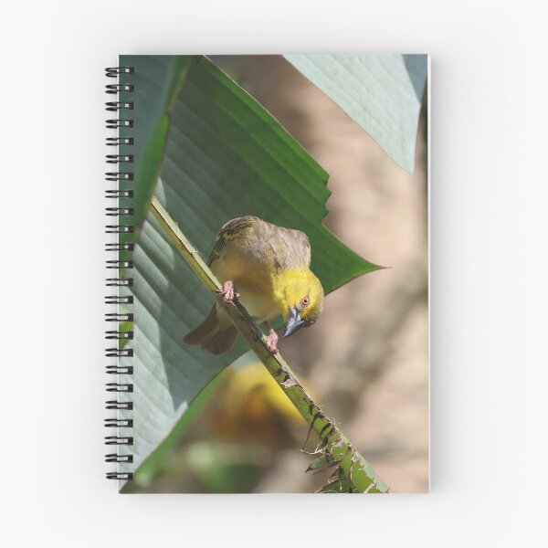 Item preview, Curious Weaver Bird designed and sold by Proud & Pretty Wildlife Photography.