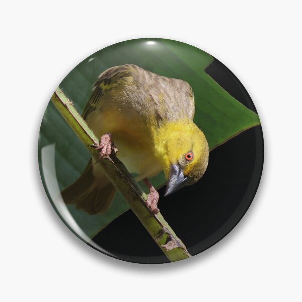 Item preview, Curious Weaver Bird designed and sold by Proud & Pretty Wildlife Photography.