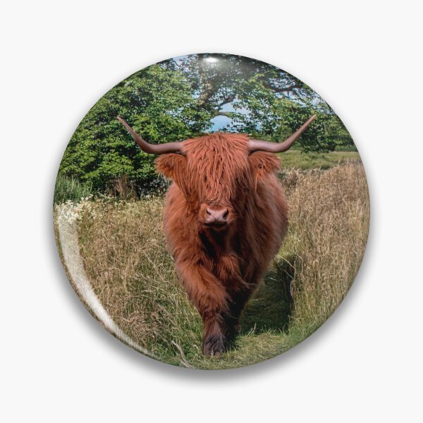 Item preview, Scottish Highland Cow designed and sold by Tom McPherson Photography.