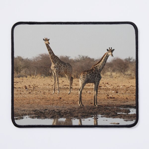 Artikel-Vorschau von Zwei Giraffen stehen in der Nähe eines Wasserbeckens, designt und verkauft von Proud & Pretty Wildlife Photography.