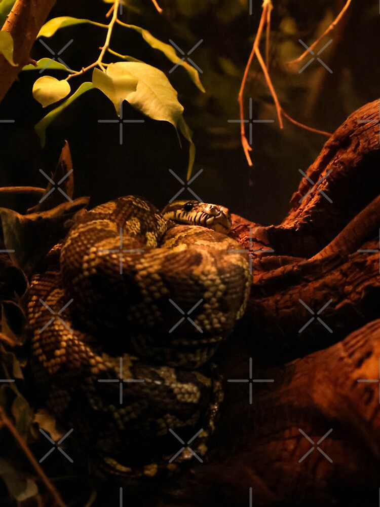 Thumbnail 4 of 4, iPhone Case, Carpet Python designed and sold by Nightenghale.