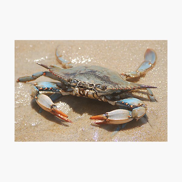 Item preview, I feel crabby designed and sold by Michele Conner.