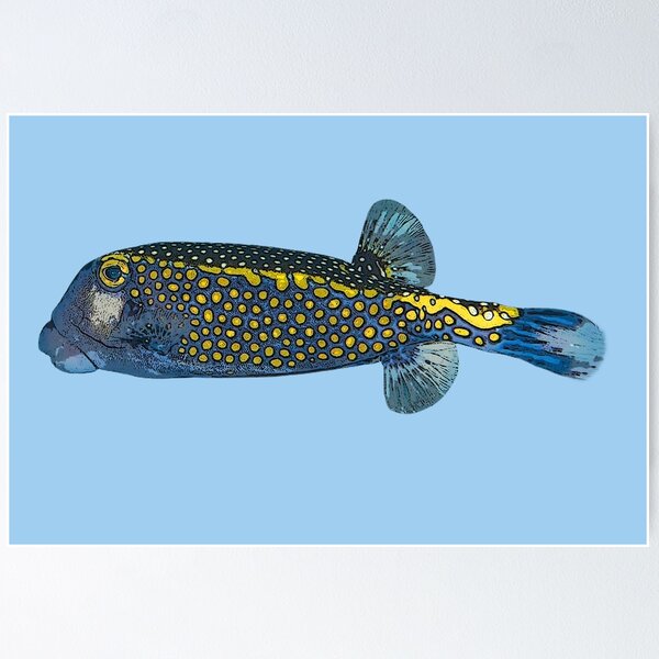 Item preview, Spotted Boxfish Color Design  designed and sold by designsasstultd.