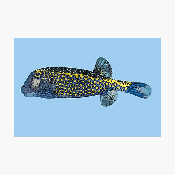 Item preview, Spotted Boxfish Color Design  designed and sold by designsasstultd.
