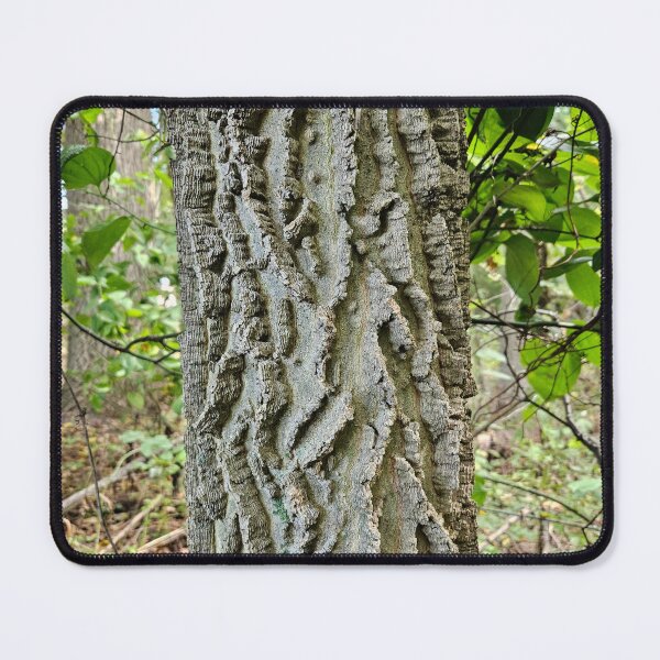 Item preview, Northern Hackberry - Bark designed and sold by TheNatureNerd.