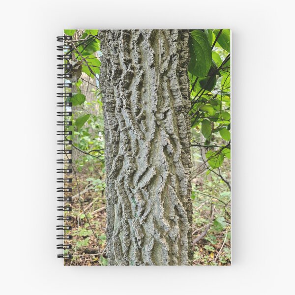 Item preview, Northern Hackberry - Bark designed and sold by TheNatureNerd.