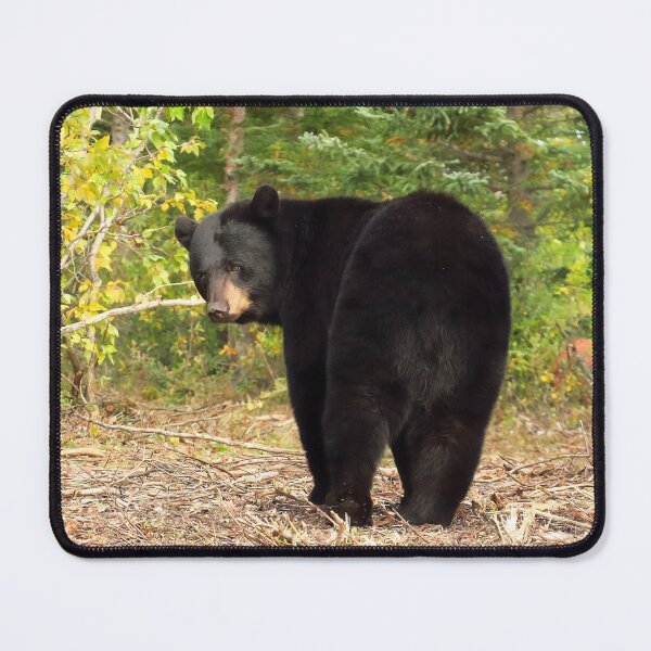 Item preview, Black Bear Canada designed and sold by pawprintz.