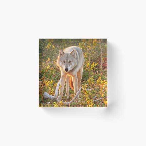 Item preview, Gray Wolf in autumn designed and sold by pawprintz.
