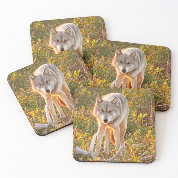 Item preview, Gray Wolf in autumn designed and sold by pawprintz.