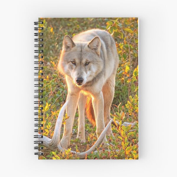 Artikelvorschau, Grauer Wolf im Herbst entworfen und verkauft von pawprintz.