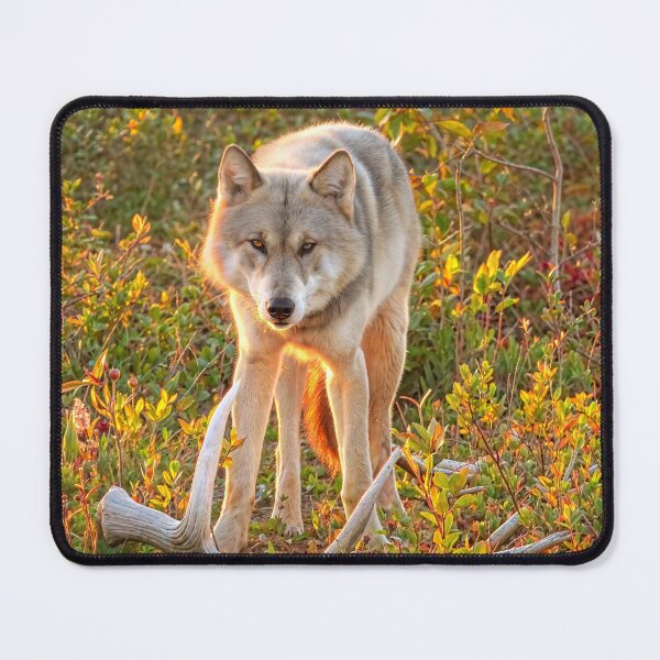 Item preview, Gray Wolf in autumn designed and sold by pawprintz.
