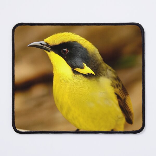 Item preview, Helmeted Honeyeater designed and sold by pawprintz.