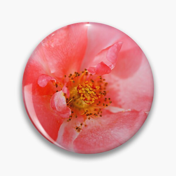 Item preview, Coral Toned Rose designed and sold by Joy Watson - Natural Light Photography .