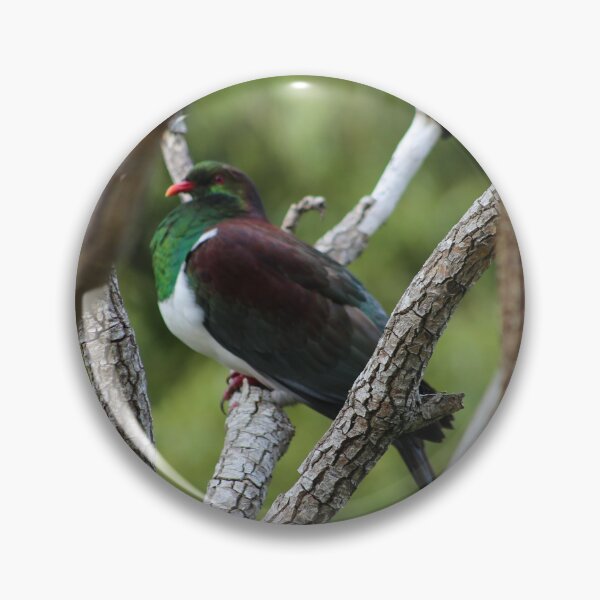 Item preview, kūkupa, kererū, New Zealand Pigeon designed and sold by KiwiImages.