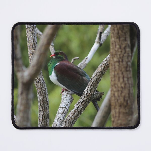 Item preview, kūkupa, kererū, New Zealand Pigeon designed and sold by KiwiImages.