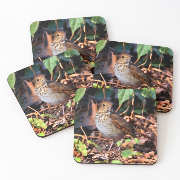Item preview, Hermit thrush  designed and sold by Parks and X.