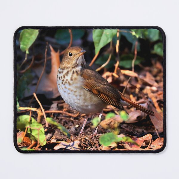 Item preview, Hermit thrush  designed and sold by Parks and X.