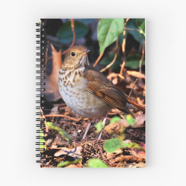 Item preview, Hermit thrush  designed and sold by Parks and X.
