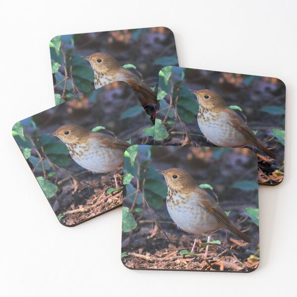 Item preview, Hermit thrush  designed and sold by Parks and X.