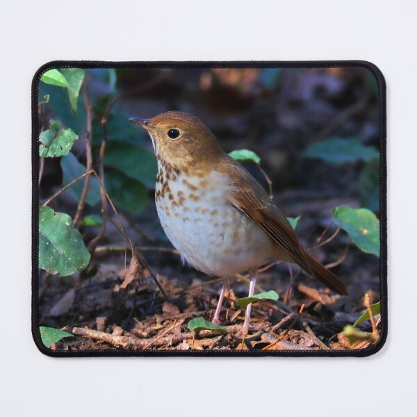 Item preview, Hermit thrush  designed and sold by Parks and X.