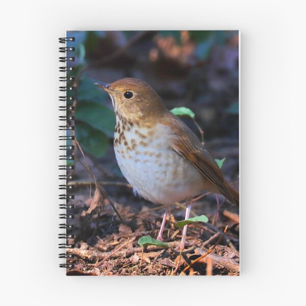 Item preview, Hermit thrush  designed and sold by Parks and X.