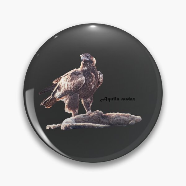Item preview, Australia's wedge-tailed eagle - Aquila audax with kangaroo prey designed and sold by Ozjanette90.
