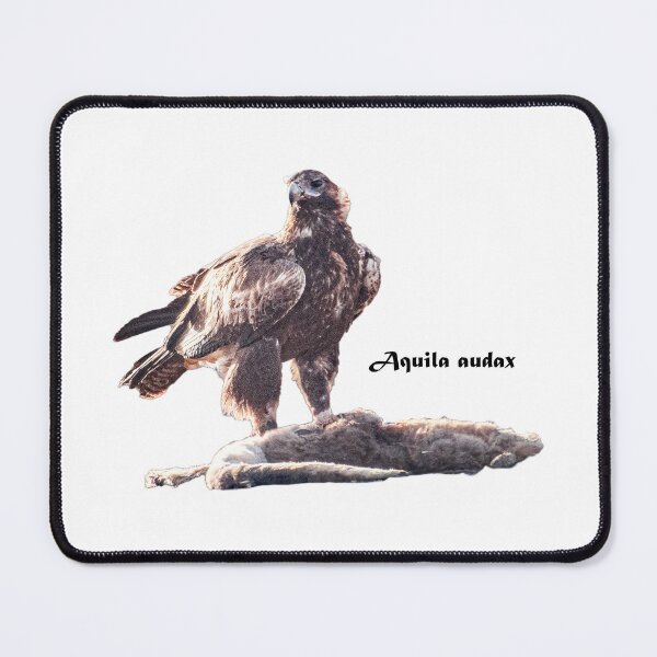 Item preview, Australia's wedge-tailed eagle - Aquila audax with kangaroo prey designed and sold by Ozjanette90.