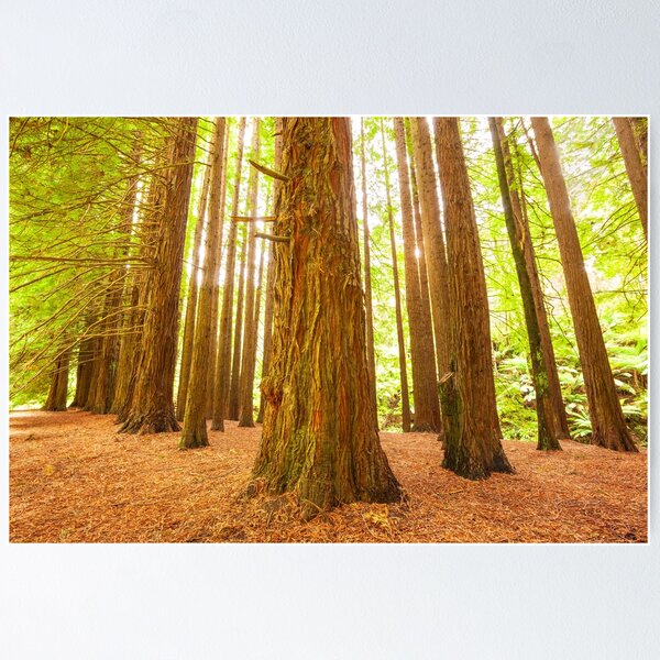 Item preview, Californian Redwoods, Otways National Park, Australia designed and sold by Michael Boniwell.