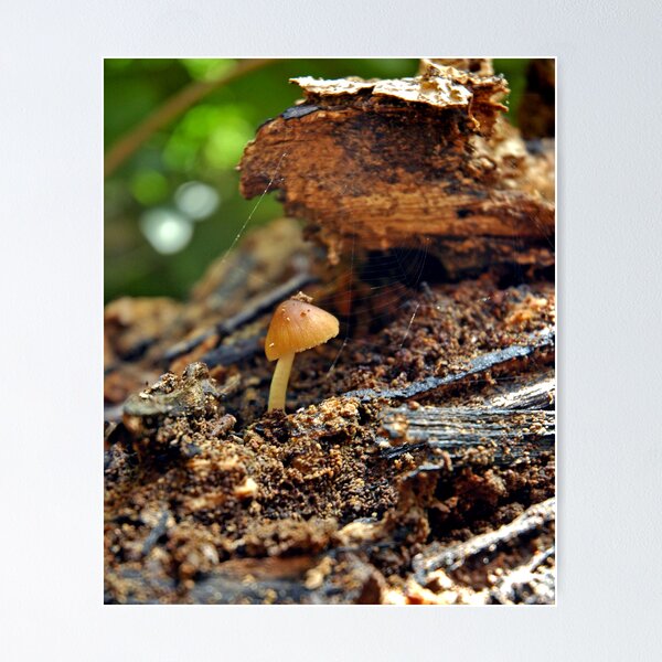 Item preview, Lone Shroom designed and sold by Kasey Lilly.