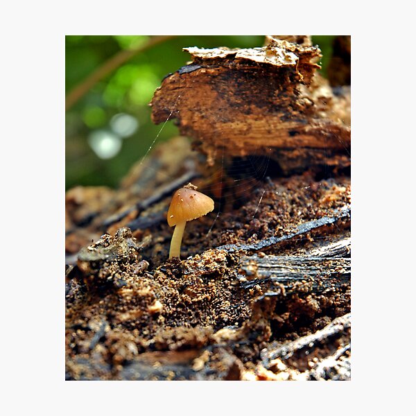 Item preview, Lone Shroom designed and sold by Kasey Lilly.