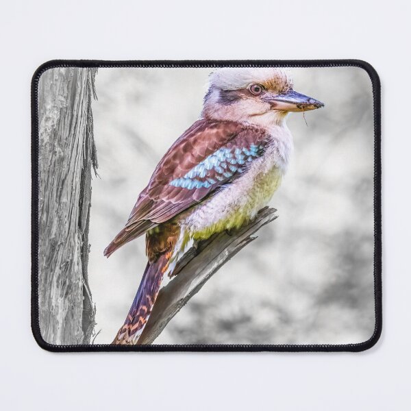 Item preview, A brilliant Laughing Kookaburra designed and sold by Peter Hocking.